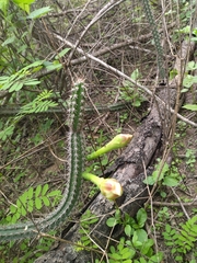 Praecereus euchlorus