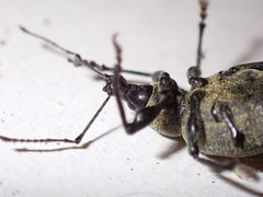 Otiorhynchus armadillo