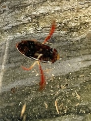 Hesperocorixa brimleyi