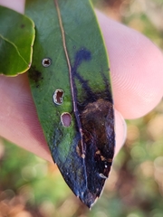 Phytomyza glabricola