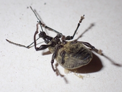 Otiorhynchus armadillo