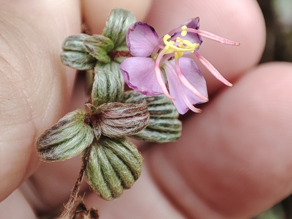 Pilocosta campanensis
