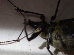 Otiorhynchus armadillo