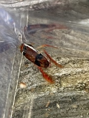 Hesperocorixa brimleyi