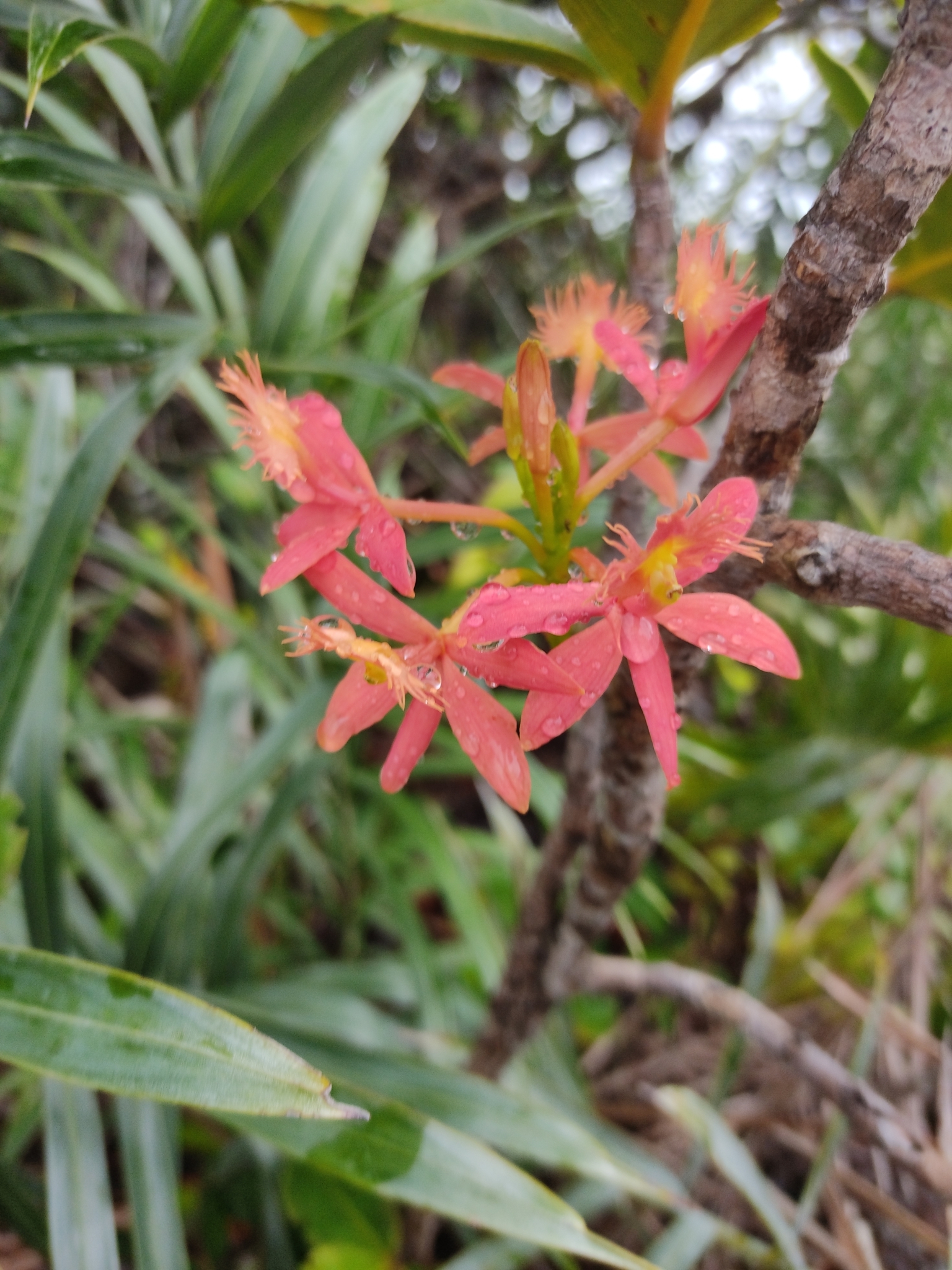 Epidendrum cinnabarinum
