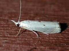 Microcrambus biguttellus
