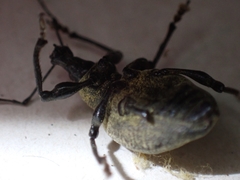 Otiorhynchus armadillo