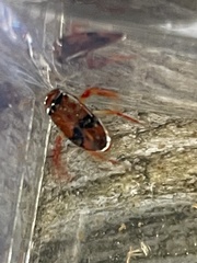 Hesperocorixa brimleyi