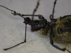 Otiorhynchus armadillo