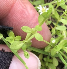 Stellaria parva