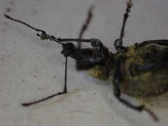 Otiorhynchus armadillo