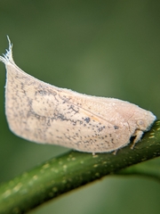 Lawana conspersa