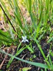 Viola vittata