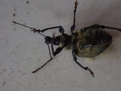 Otiorhynchus armadillo