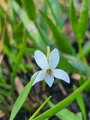 Viola vittata