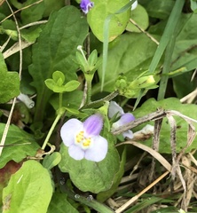 Mazus pumilus