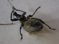 Otiorhynchus armadillo