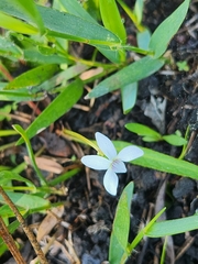 Viola vittata