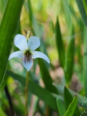 Viola vittata