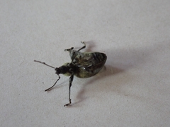 Otiorhynchus armadillo