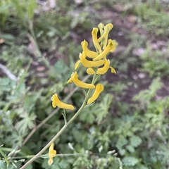 Corydalis aurea