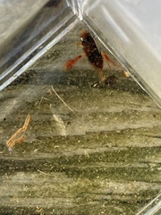 Hesperocorixa brimleyi