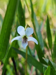 Viola vittata