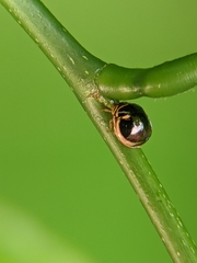 Coptosoma xanthogramma
