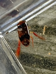 Hesperocorixa brimleyi