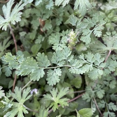 Corydalis aurea