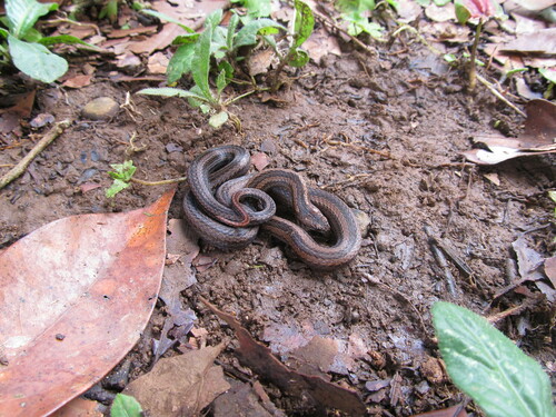 Photo of a Short-nosed Groundsnake (Taeniophallus brevirostris)