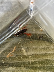 Hesperocorixa brimleyi