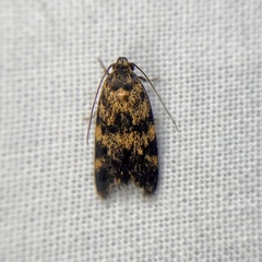Barea eucapnodes