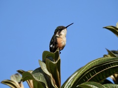 Chaetocercus astreans