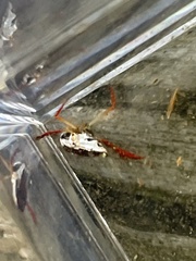 Hesperocorixa brimleyi