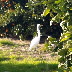 Ardea alba