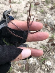 Bothriochloa bladhii