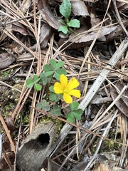 Oxalis colorea