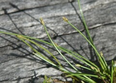 Eleocharis flavescens