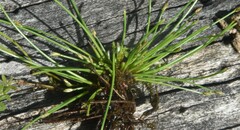 Eleocharis flavescens