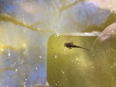 Ambystoma opacum