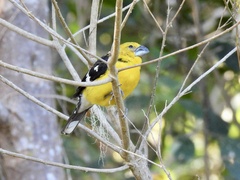 Pheucticus chrysogaster