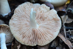 Entoloma sericellum