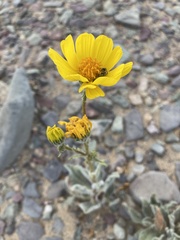 Geraea canescens