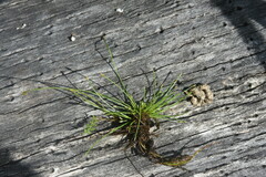 Eleocharis flavescens