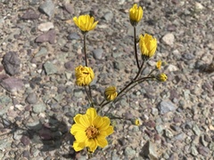 Geraea canescens