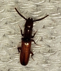 Taphroscelidia linearis