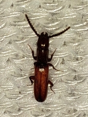 Taphroscelidia linearis