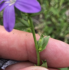 Triodanis