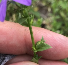 Triodanis